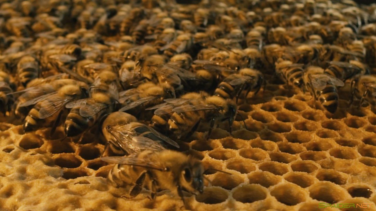 Больше чем мёд / More Than Honey (2012) BDRemux 1080p 0
